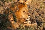TANZANIA - Serengeti National Park - Leoni Lions - 26